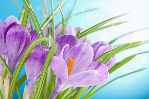 crocus flowers