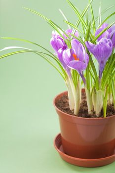 crocus flower in pot 