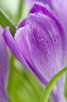 crocus flower 