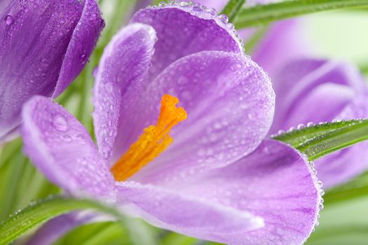 crocus flower