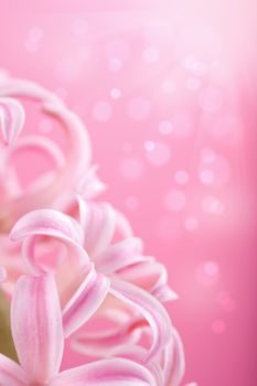 pink hyacinth flower 