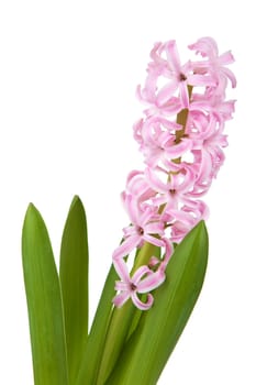 hyacinth flower isolated 