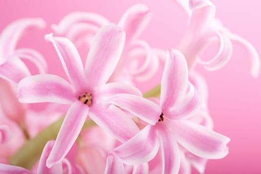 pink hyacinth flower 