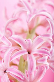 pink hyacinth flower 