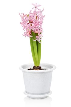 hyacinth flower in pot isolated 