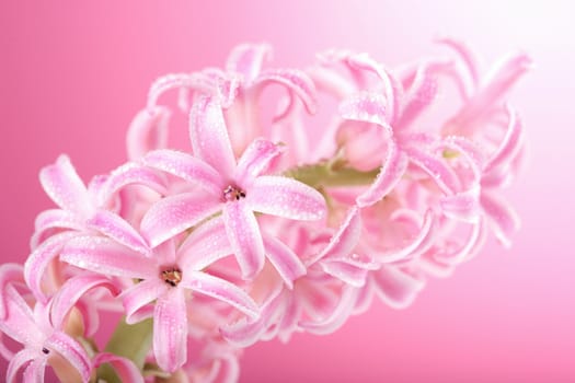 pink hyacinth flower
