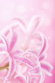 pink hyacinth flower 