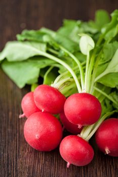 fresh radish 
