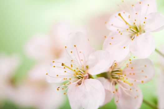 spring flowers