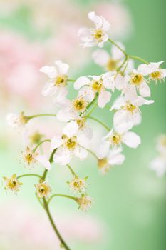 spring flowers 