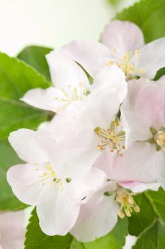 spring flowers 