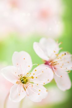 spring flowers