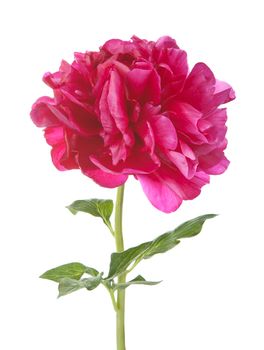 red peony flower isolated 