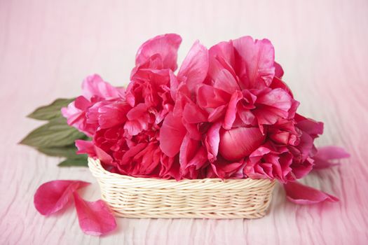 peony flowers 