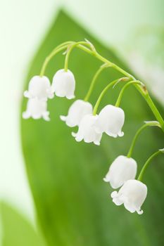 lily of the valley