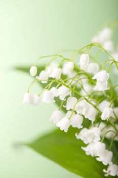 lily of the valley