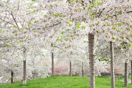 white blossom in spring 