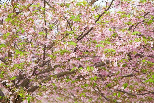 pink blossom in spring 