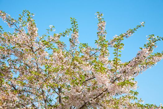 white blossom in spring 
