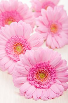 pink daisy flowers