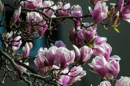 Close up of pink magnolia blossom in full bloom