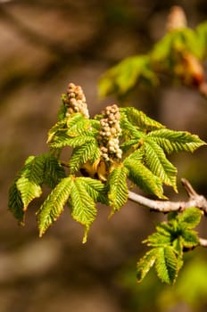 close up of a chestnut bud on the twig in early spring