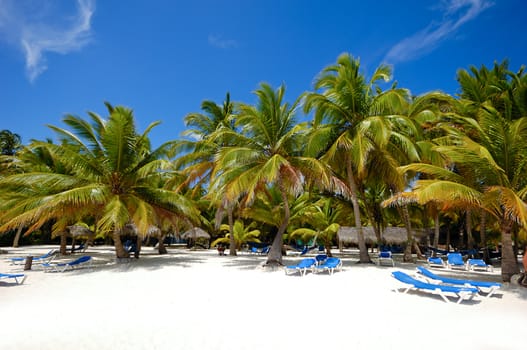 Sunbeds and palms on a very nice beach