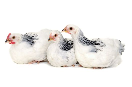 Chickens is resting on a white background.