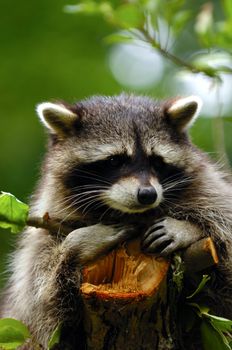 A sweet sad raccoon is sitting in a tree and looking.