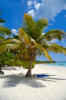 Tropical beach with palm and white sand. Dominican Republic.