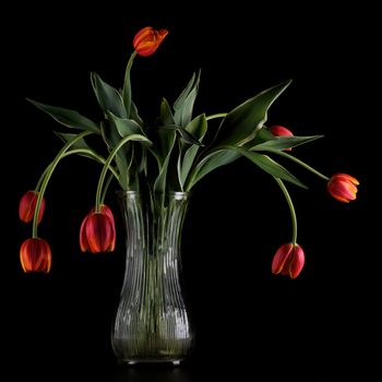 Vase with wilting tulips on a black background