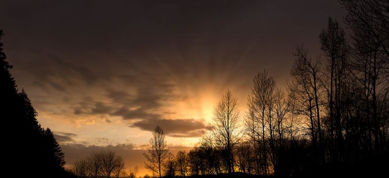 Sunset at Columbia River Gorge in Oregon with Tree Silhouettes Panorama