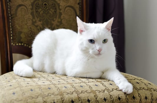 White cat with different eyes lying on a chair