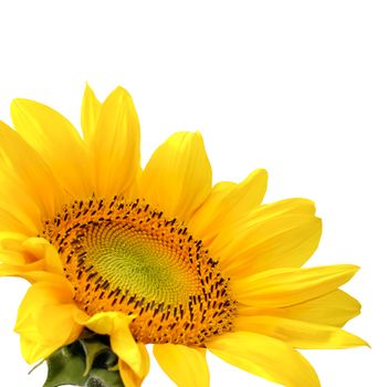 Isolated yellow sunflower