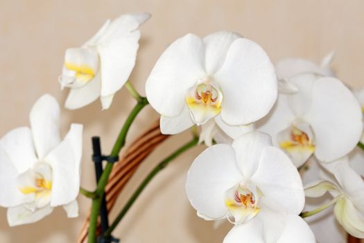 Beautiful white orchid flowers