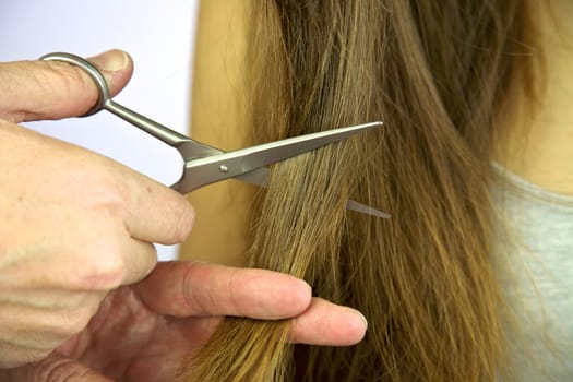 long beautiful hair beeing cutted by hairdresser with scissors