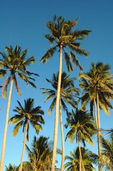 Coconut trees against blue sky in a sunny day