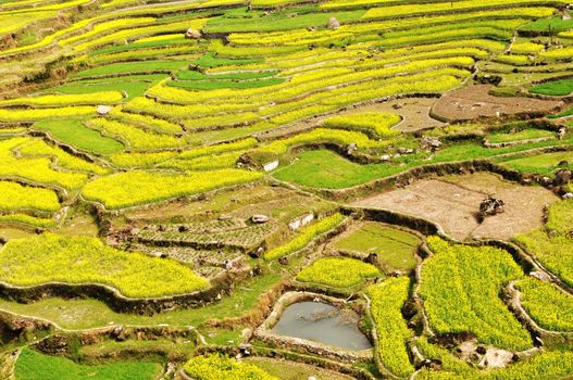 Landscape of blooming rapeseed fields in spring