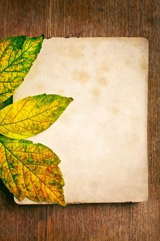 blank sheet of paper with autumn leaf