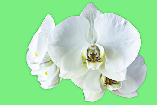 The branch of orchids in green background