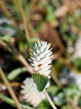 Amaranthus flower macro for detail