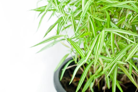 Bamboo tree in flowerpot on white background