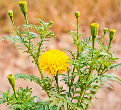 Marigold flower closeup of nature