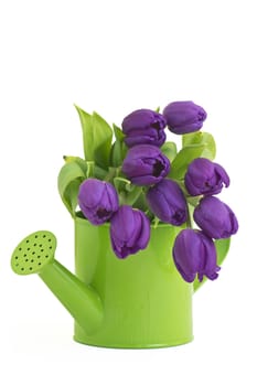 bunch of violet tulips