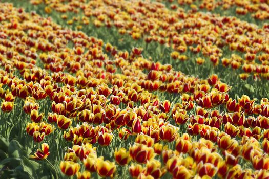 coloured tulips