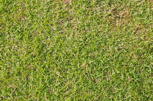 Close-up image of green grass Background