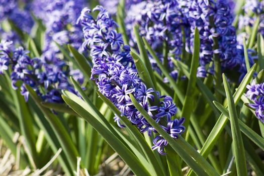 close up of hyacinth flowers