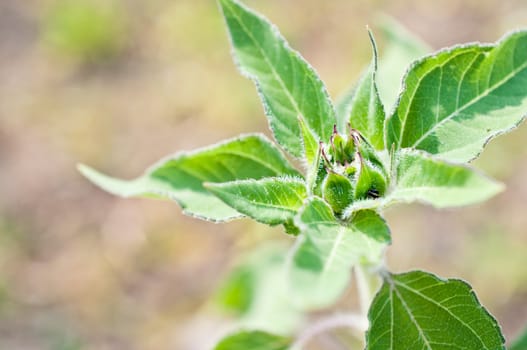 Closeup of young Sunflower Detail