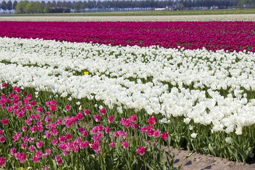 tulip field in the Netherlands