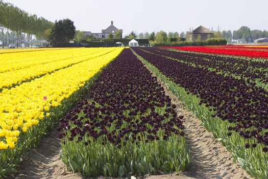 tulip field in the Netherlands